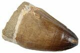 Fossil Mosasaur (Prognathodon) Tooth - Morocco #259986-1